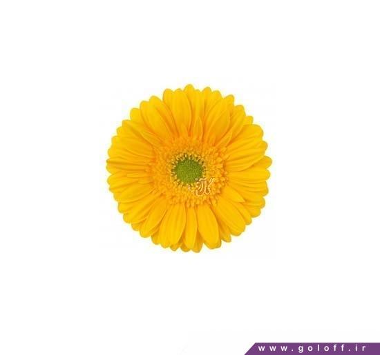 عکس شاخه گل - گل ژربرا سارونو - Gerbera | گل آف